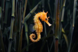Is There a Seahorse Emoji? (Explained with Expert Insights)